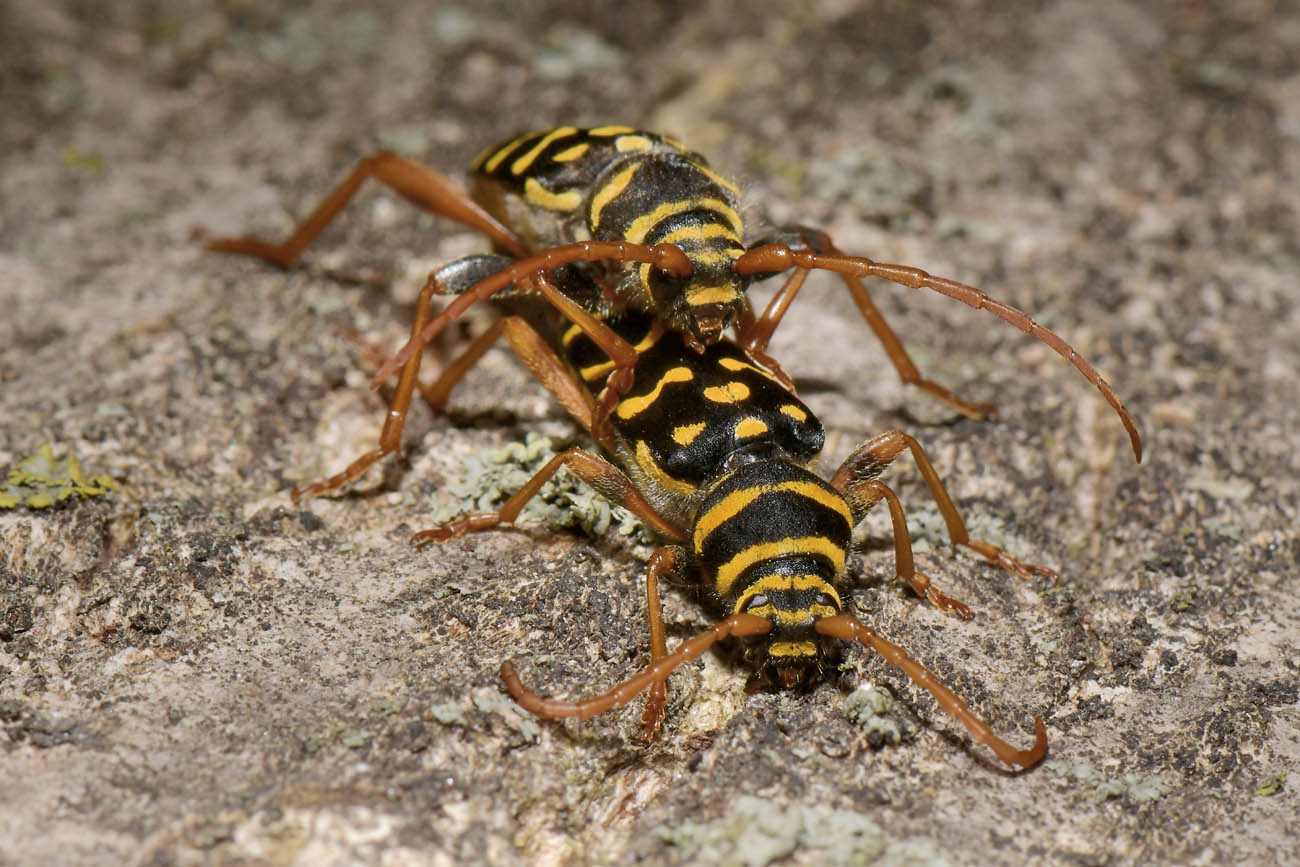 Cerambycidae:  Plagionotus arcuatus?  S !